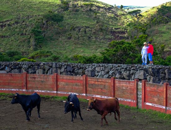 Bull fight on Pico Island