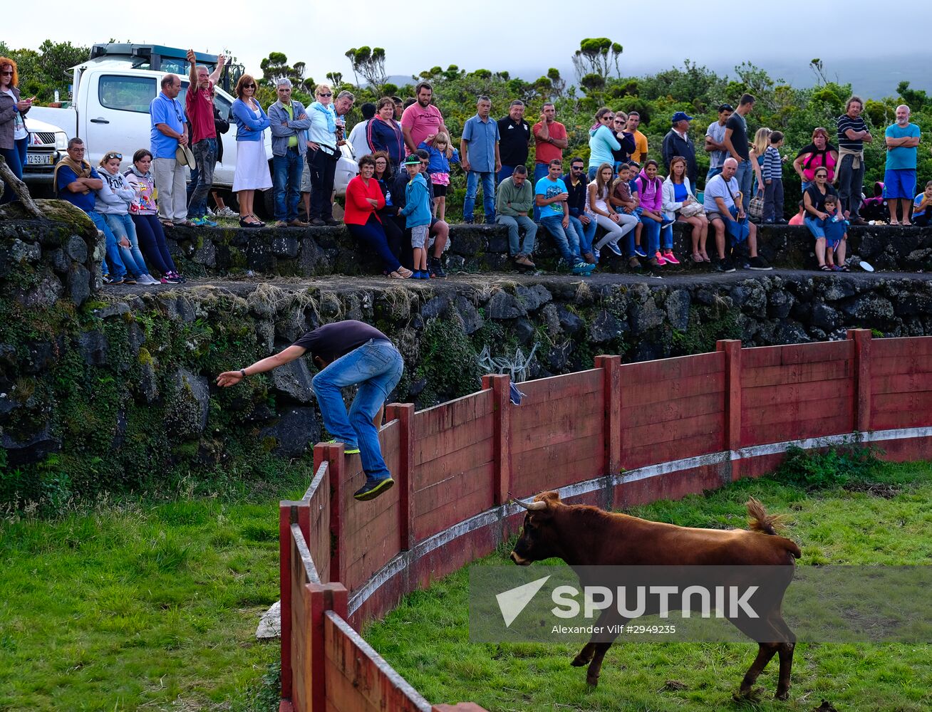 Bull fight on Pico Island