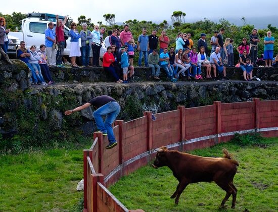 Bull fight on Pico Island