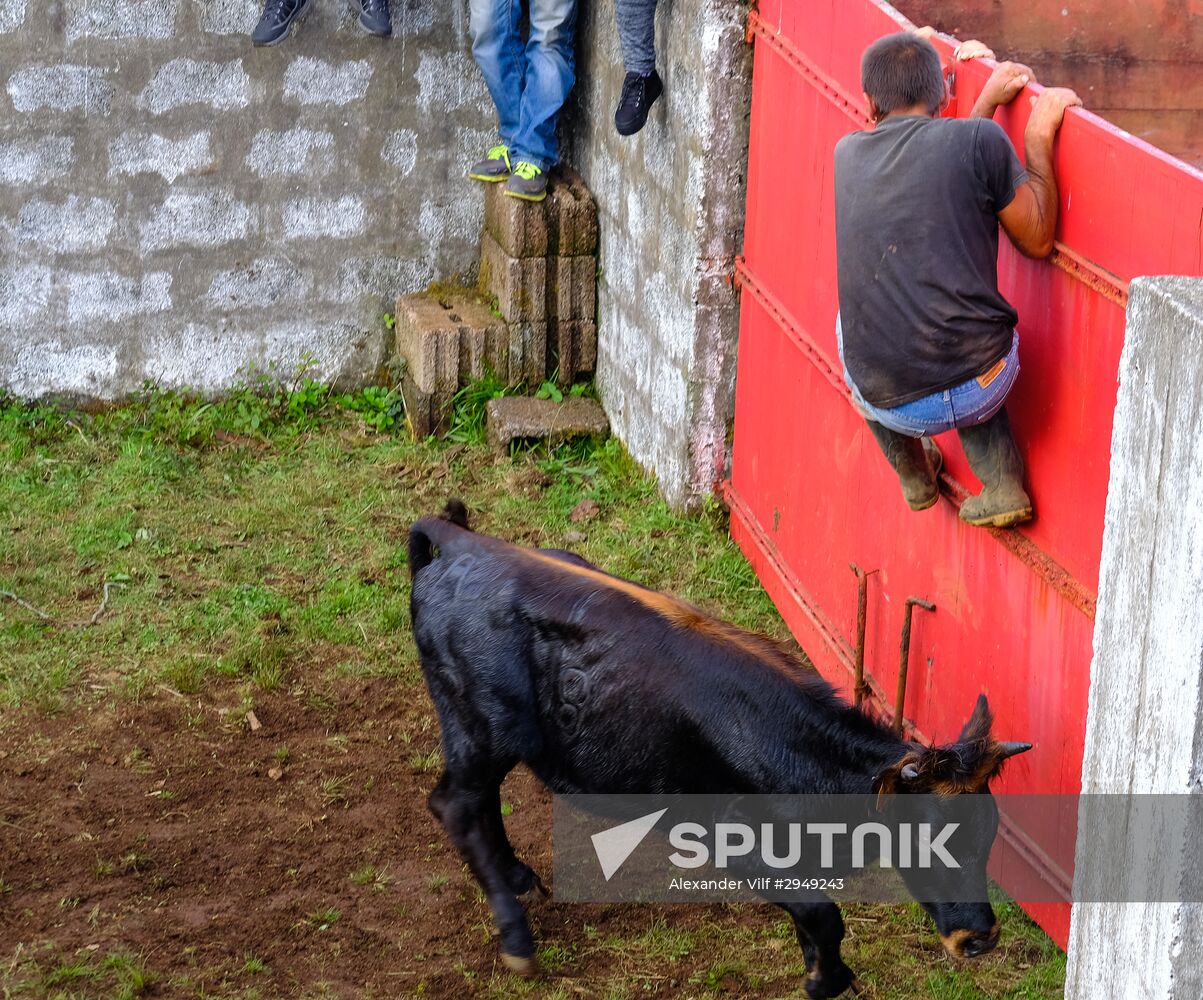 Bull fight on Pico Island
