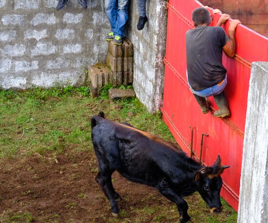Bull fight on Pico Island