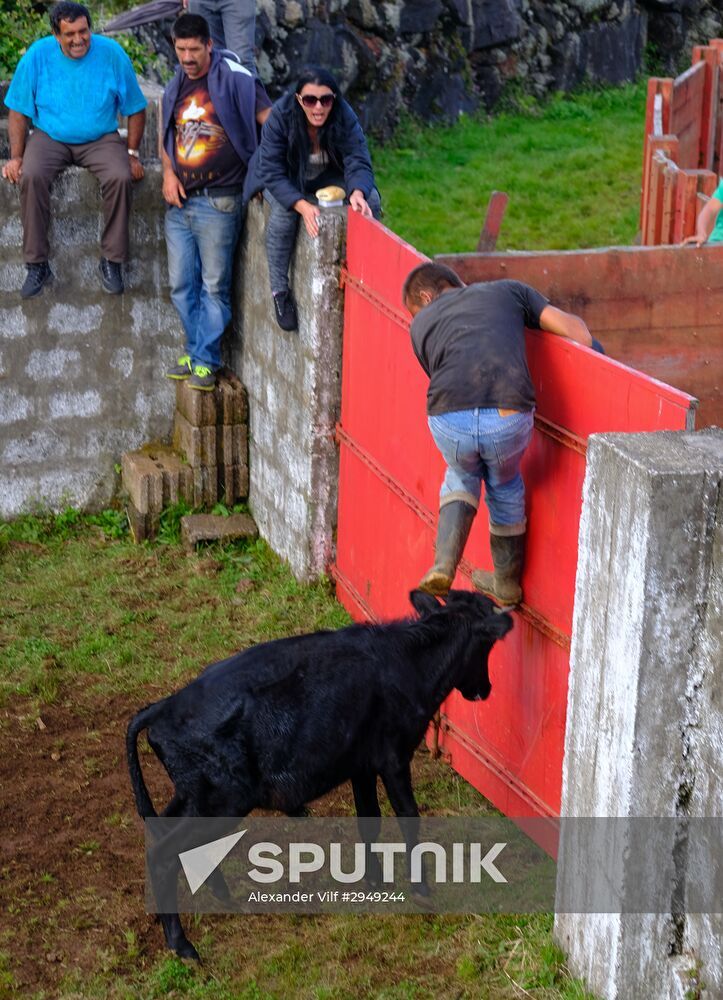 Bull fight on Pico Island