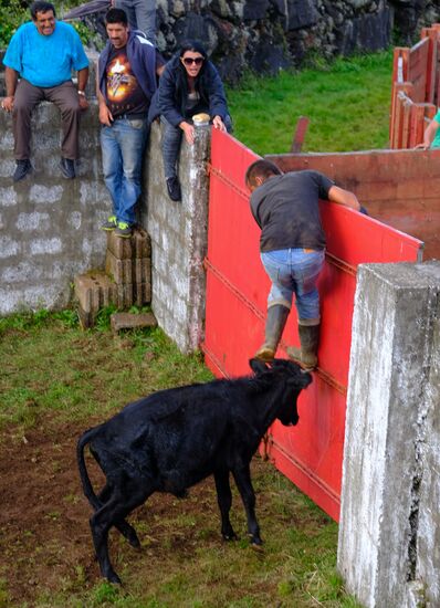 Bull fight on Pico Island