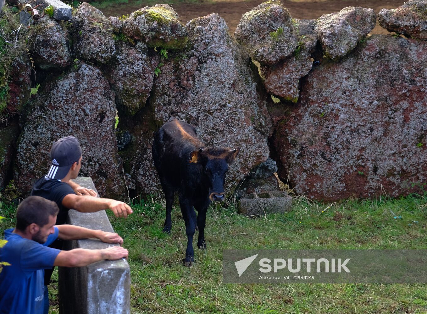 Bull fight on Pico Island