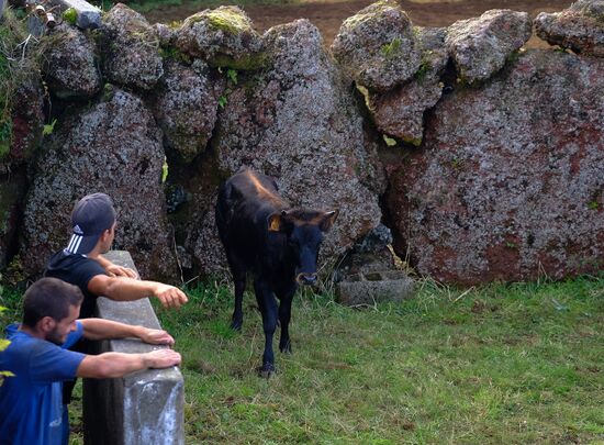 Bull fight on Pico Island