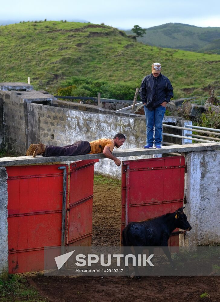 Bull fight on Pico Island