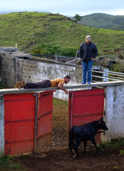 Bull fight on Pico Island
