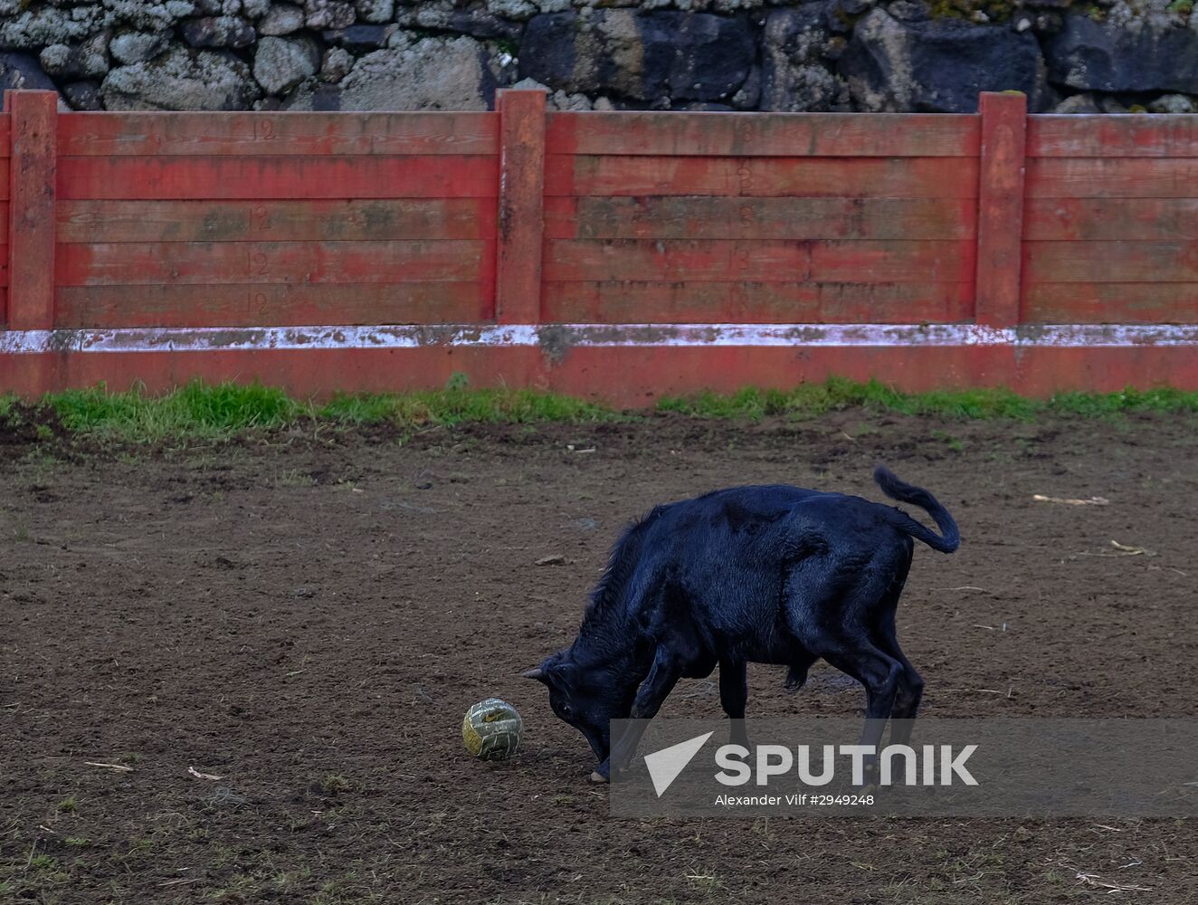 Bull fight on Pico Island