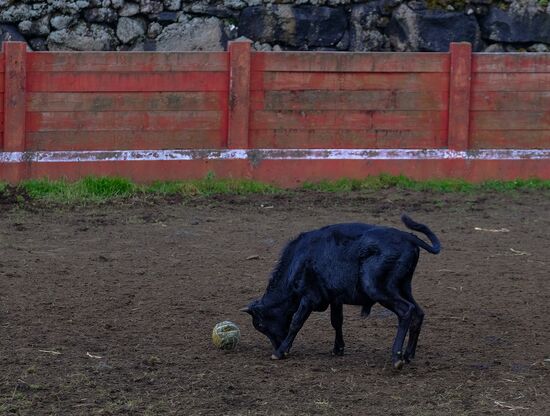 Bull fight on Pico Island