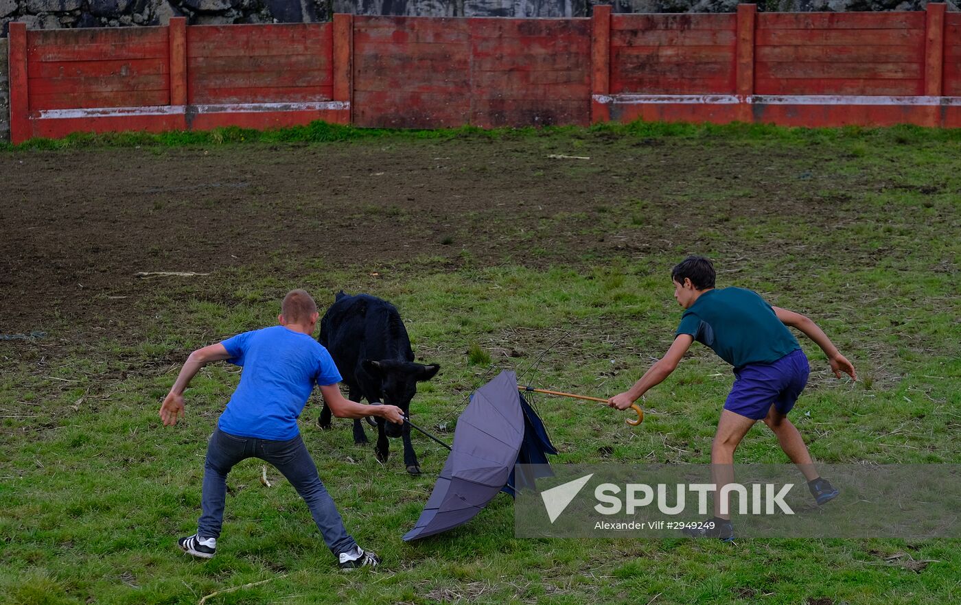 Bull fight on Pico Island