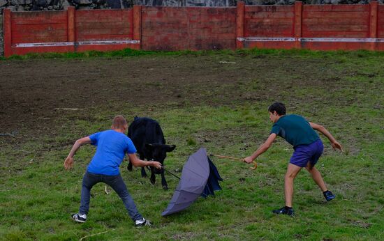 Bull fight on Pico Island
