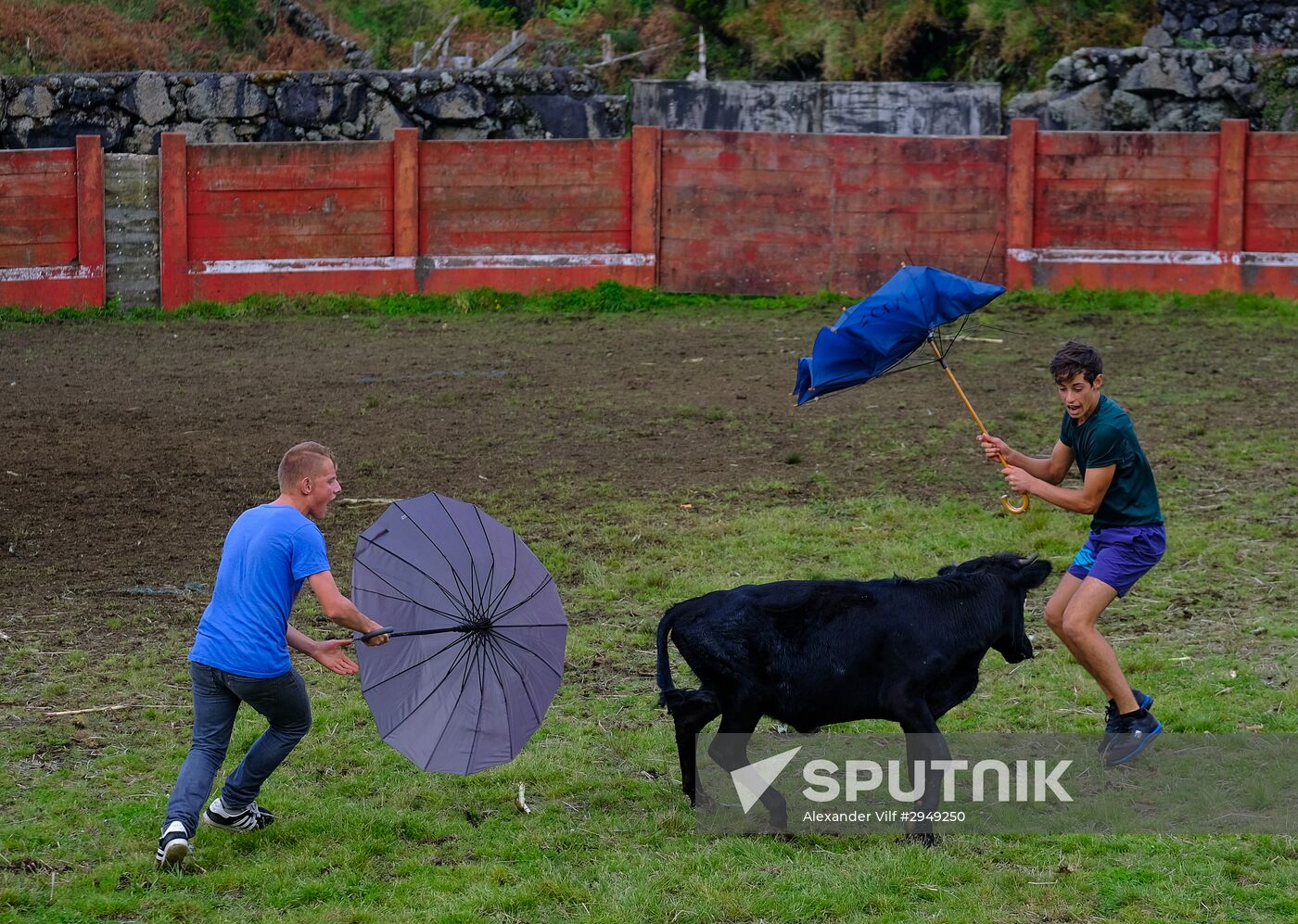 Bull fight on Pico Island