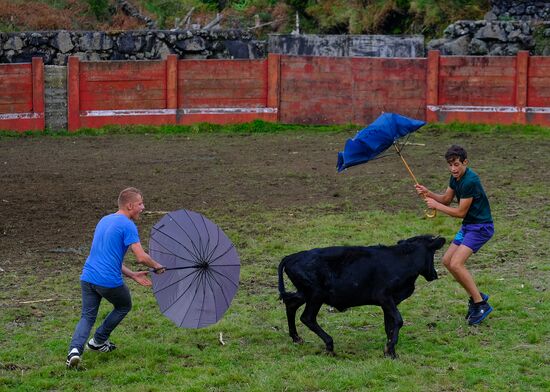 Bull fight on Pico Island