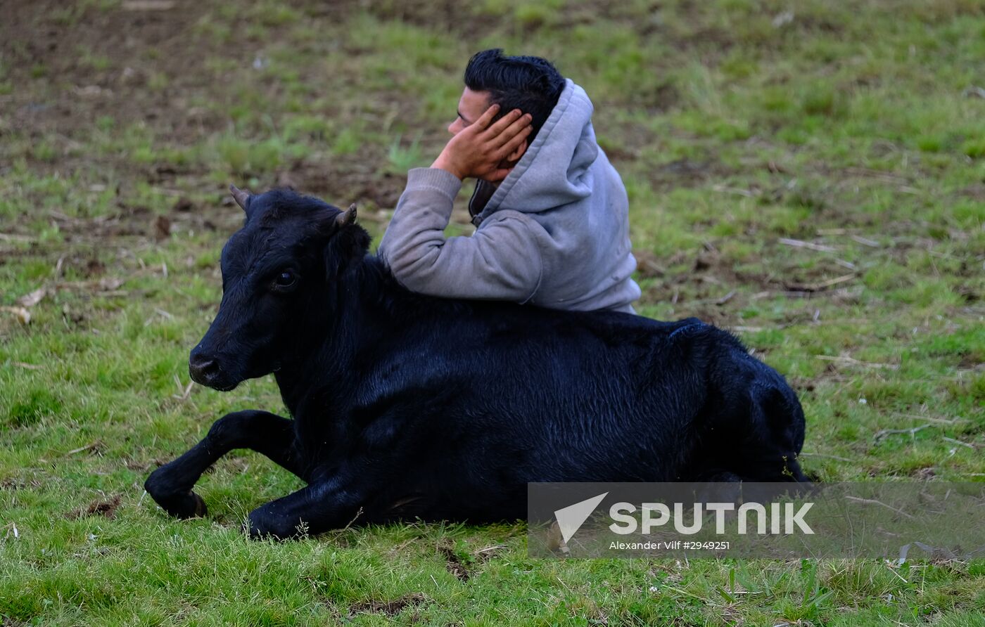 Bull fight on Pico Island