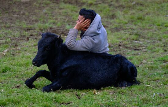 Bull fight on Pico Island