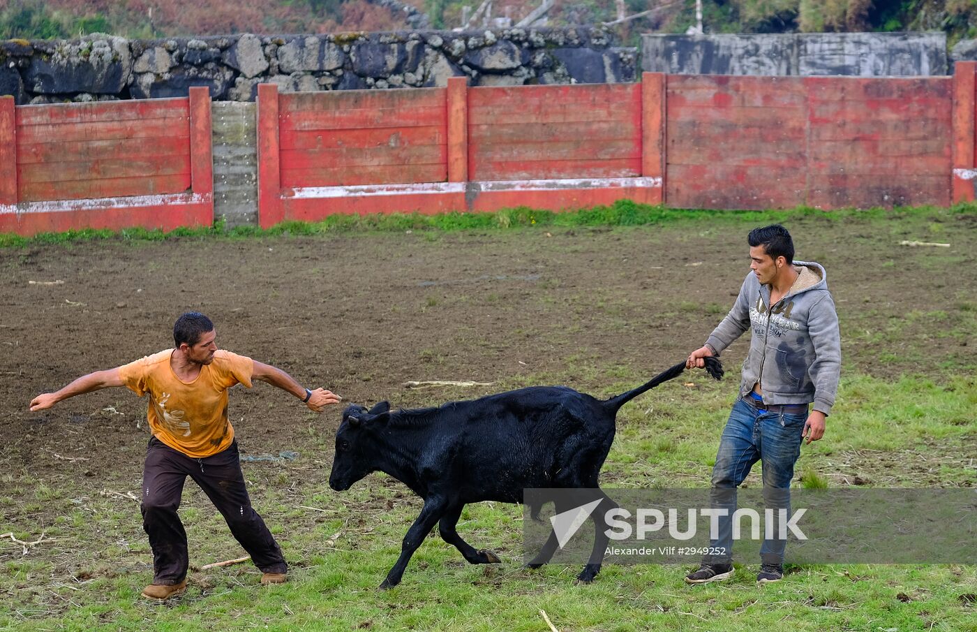 Bull fight on Pico Island