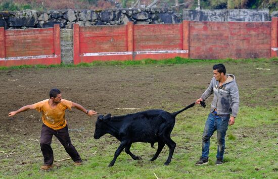 Bull fight on Pico Island