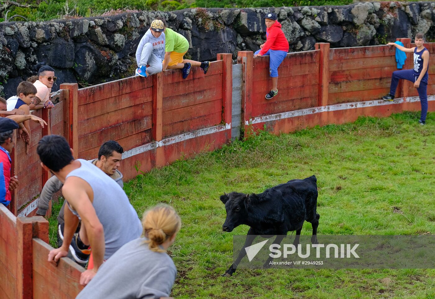 Bull fight on Pico Island