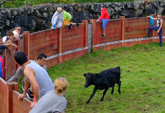Bull fight on Pico Island