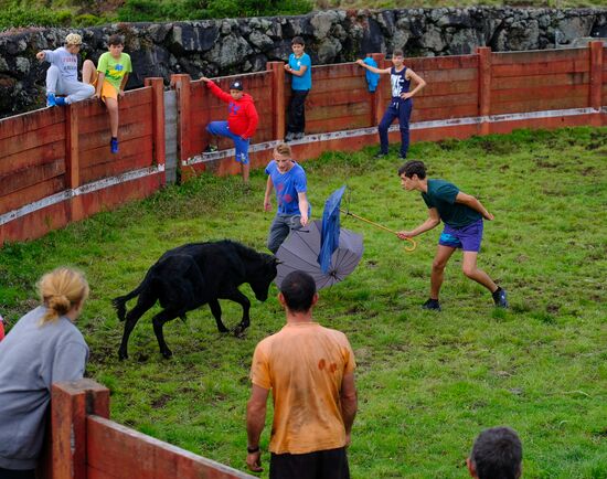 Bull fight on Pico Island