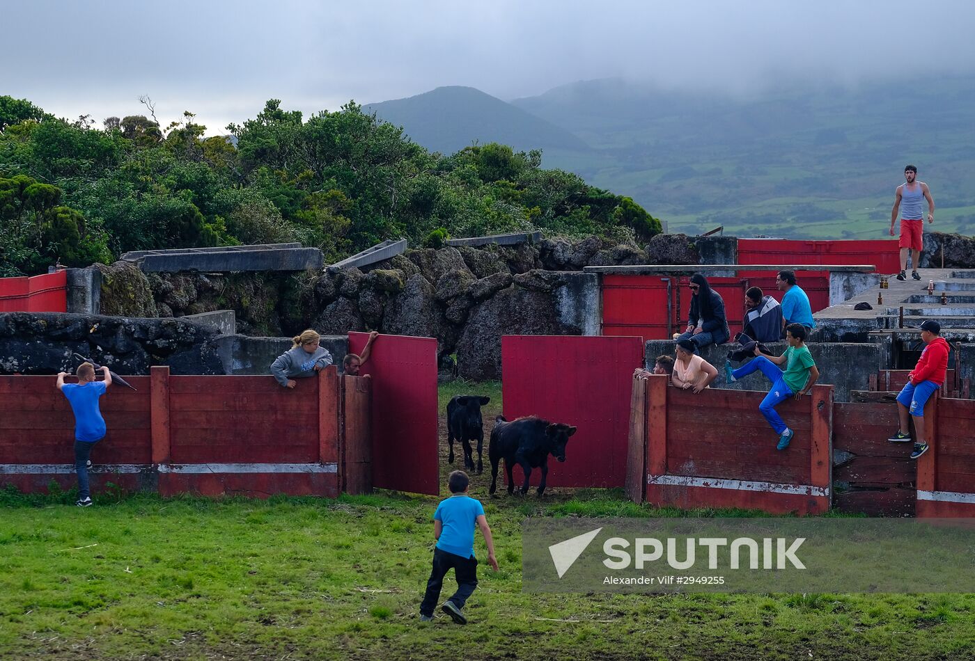 Bull fight on Pico Island