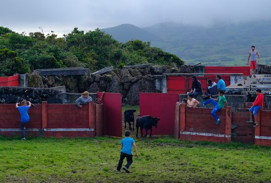 Bull fight on Pico Island