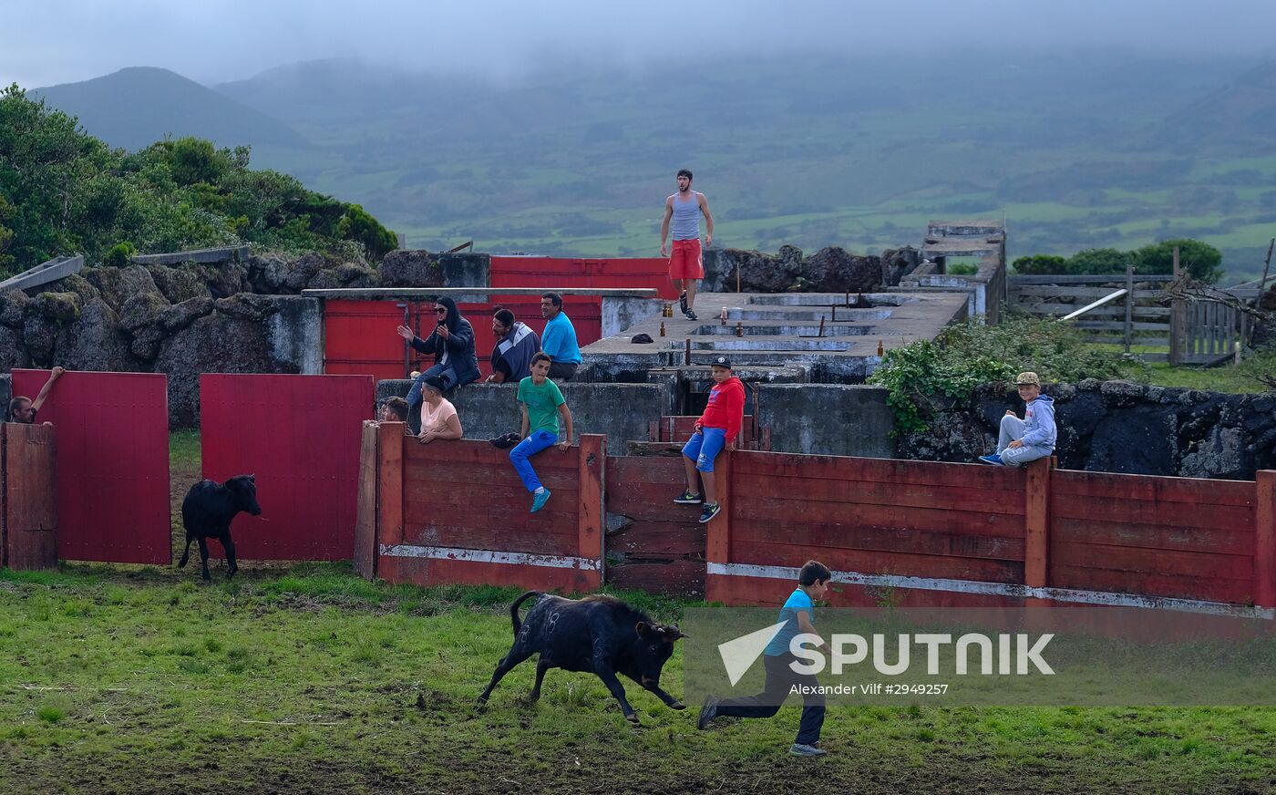 Bull fight on Pico Island