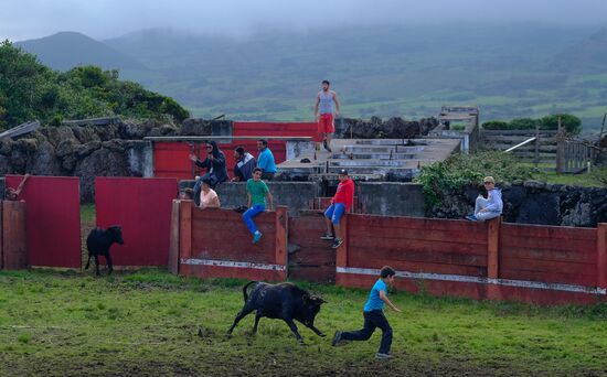 Bull fight on Pico Island