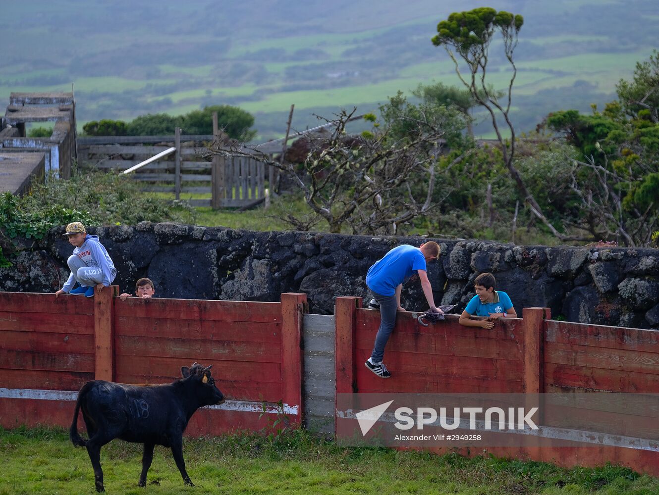 Bull fight on Pico Island