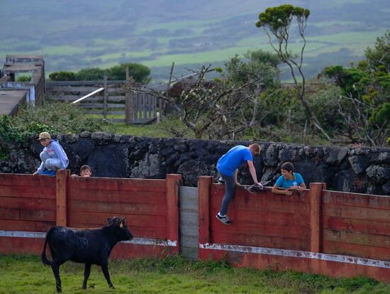 Bull fight on Pico Island