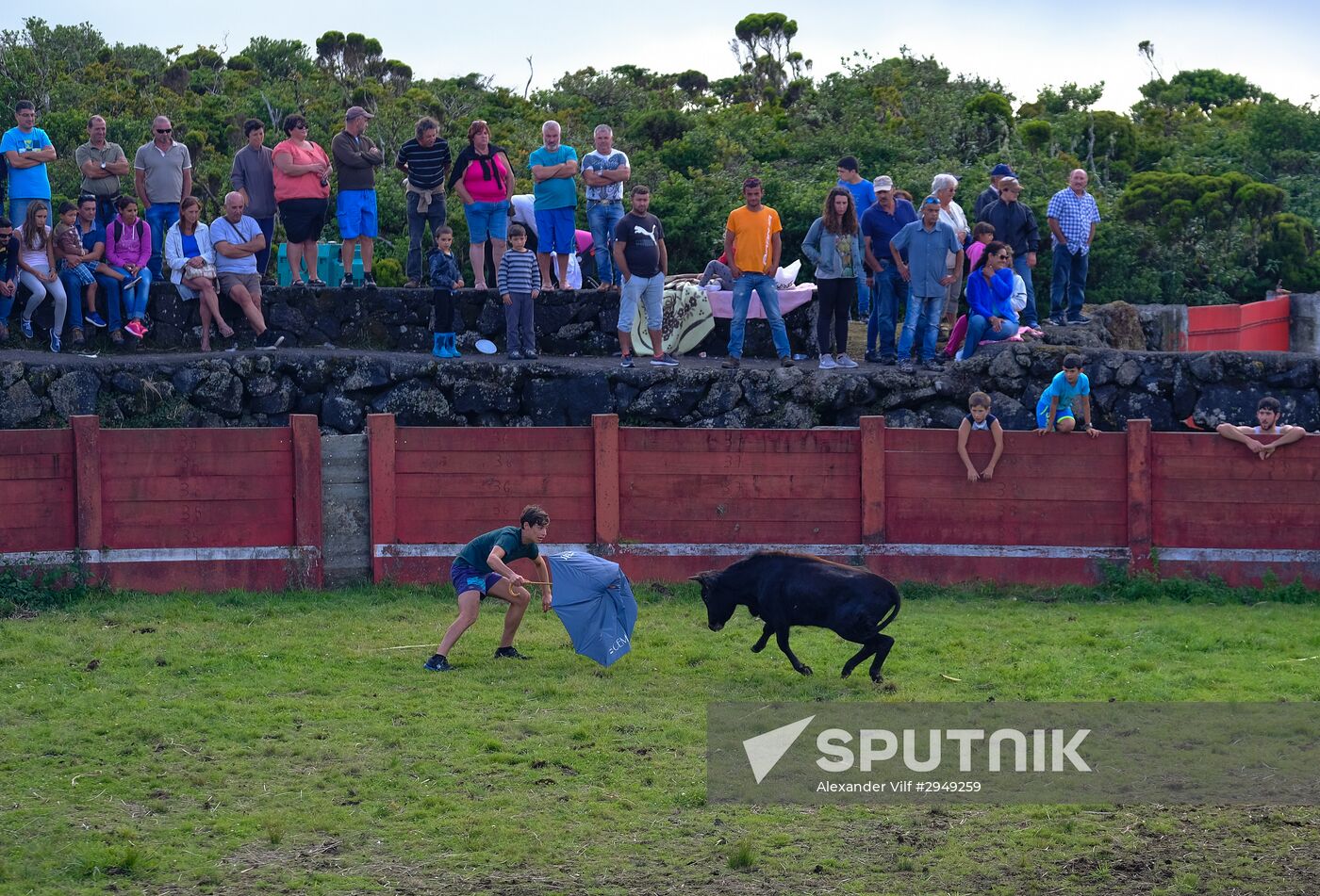 Bull fight on Pico Island