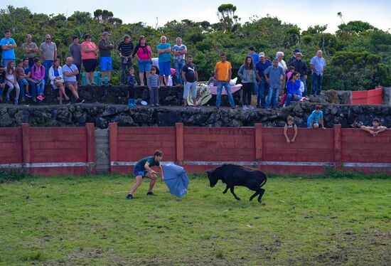 Bull fight on Pico Island
