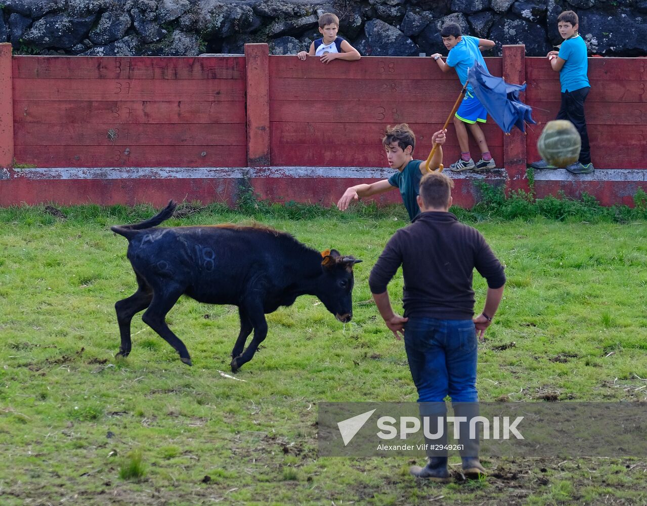 Bull fight on Pico Island