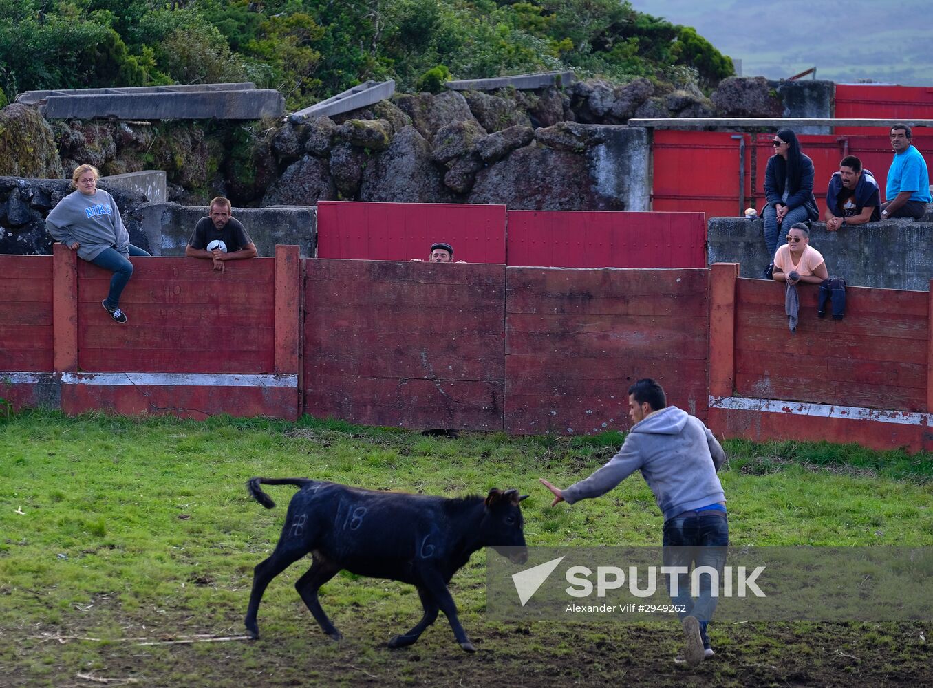 Bull fight on Pico Island