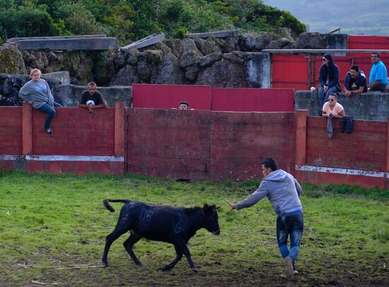 Bull fight on Pico Island