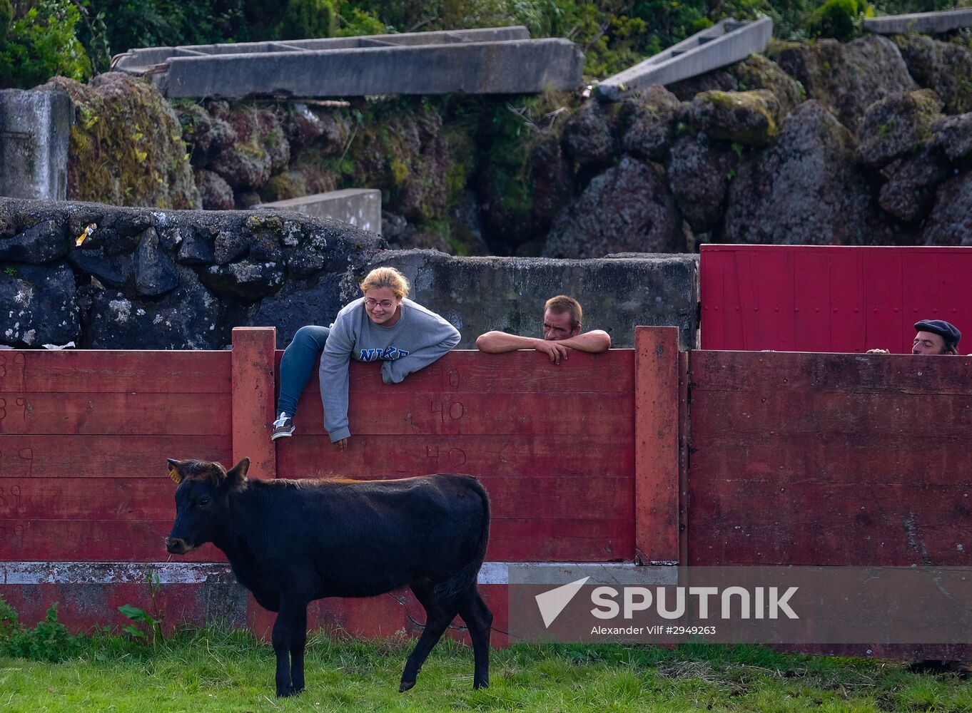 Bull fight on Pico Island