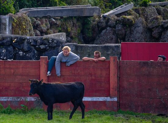 Bull fight on Pico Island
