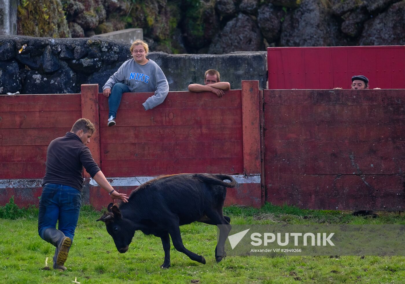 Bull fight on Pico Island