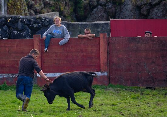 Bull fight on Pico Island