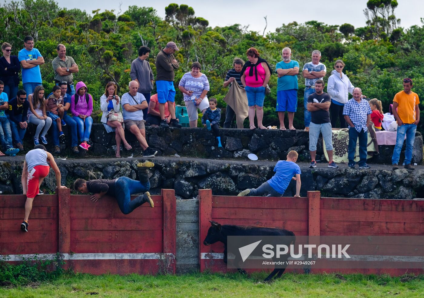 Bull fight on Pico Island