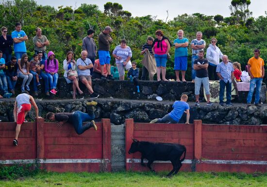Bull fight on Pico Island