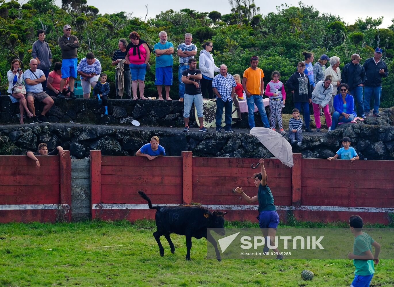 Bull fight on Pico Island