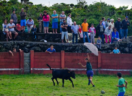 Bull fight on Pico Island