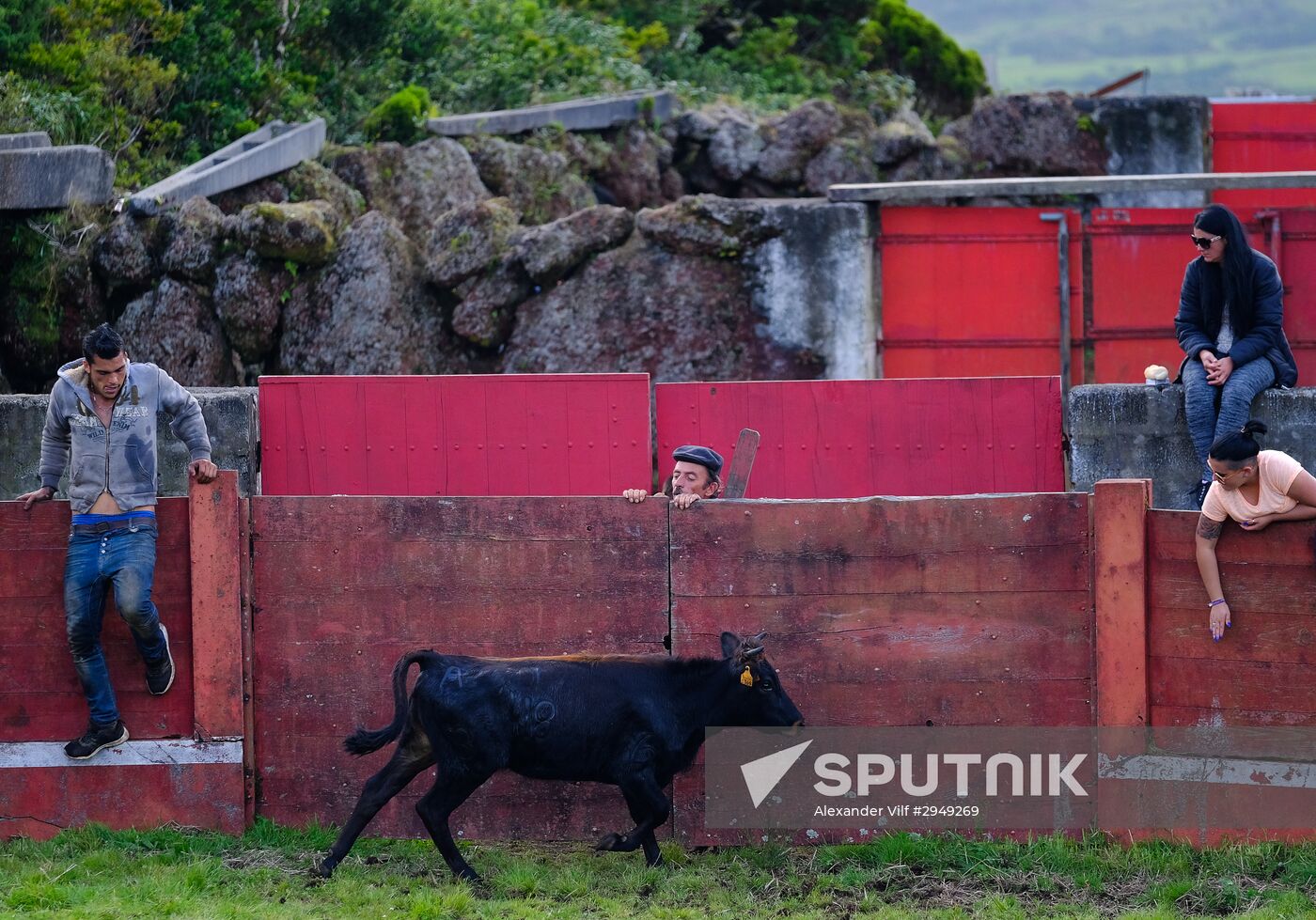 Bull fight on Pico Island