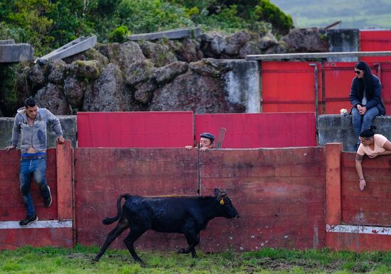 Bull fight on Pico Island