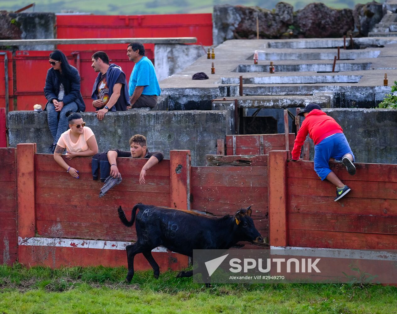 Bull fight on Pico Island