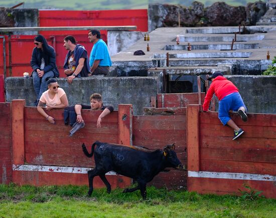Bull fight on Pico Island