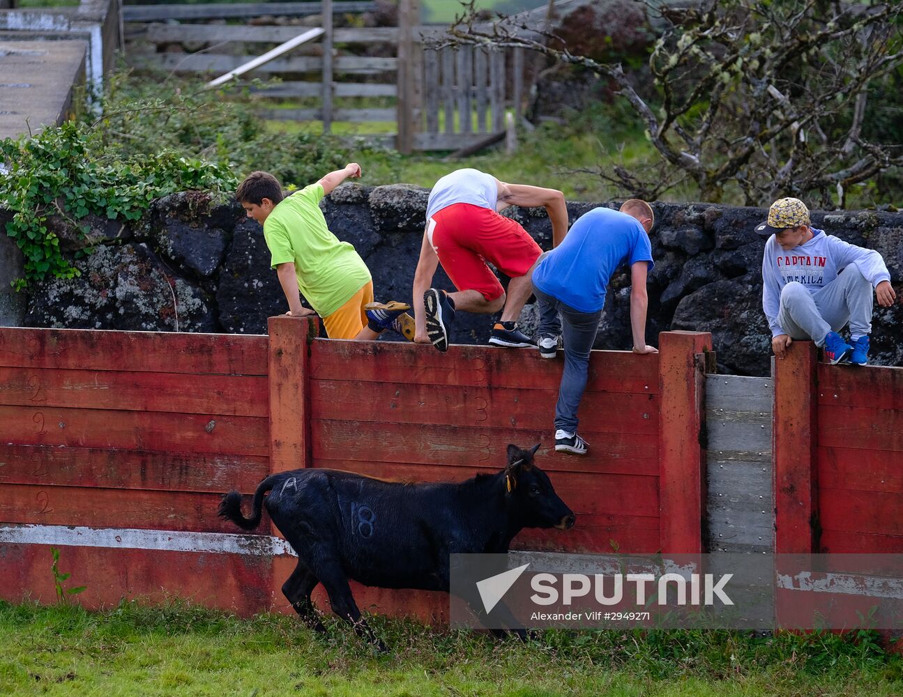 Bull fight on Pico Island