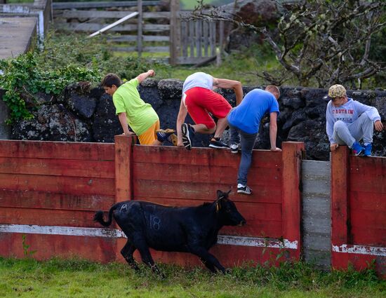 Bull fight on Pico Island