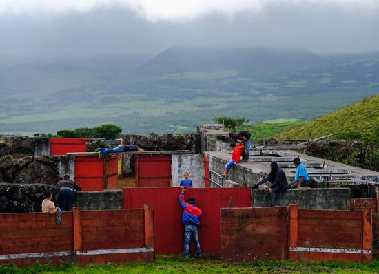 Bull fight on Pico Island